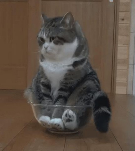 Кота заводят, чтобы