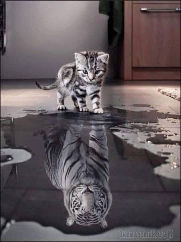 Кота заводят, чтобы
