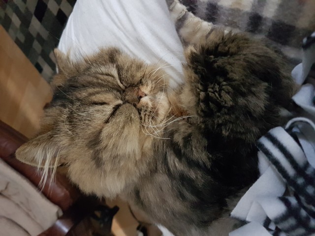 Кота заводят, чтобы