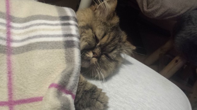 Кота заводят, чтобы