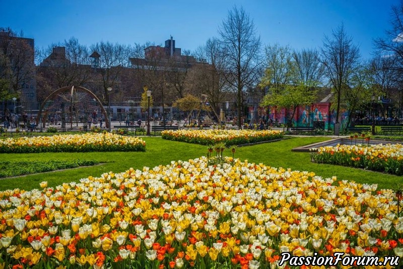 Фестиваль тюльпанов в Амстердаме