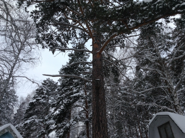 Зимний лес)