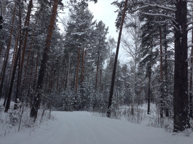 Зимний лес)