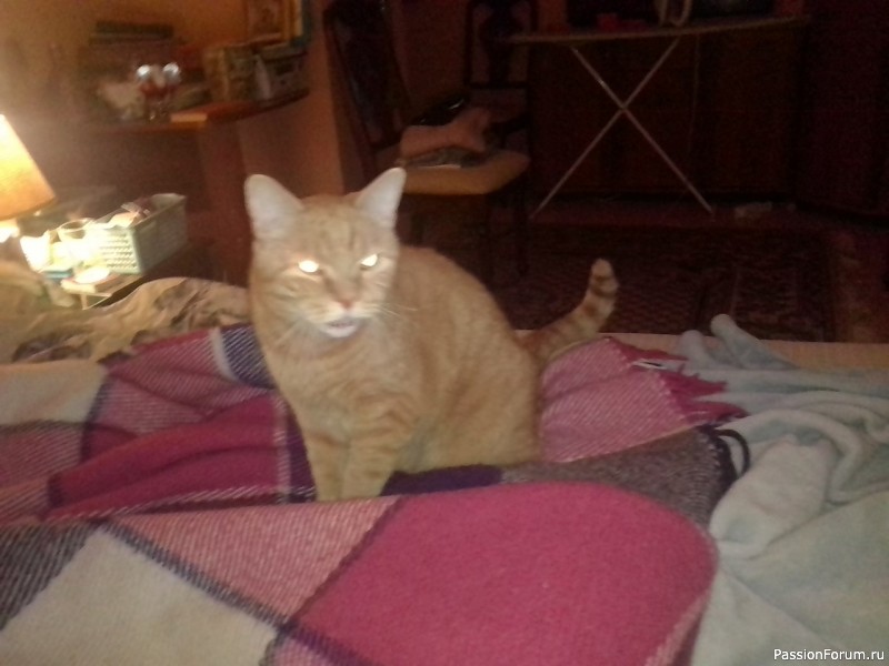Кот Кирилл, 8 лет