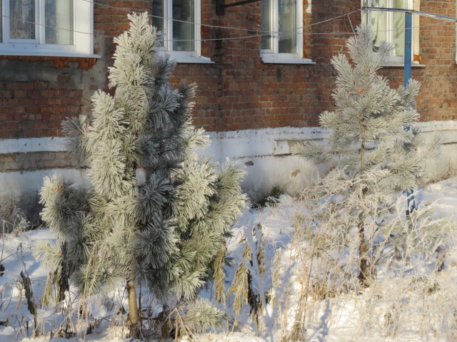 Немного снежности для Пиноккио (Лидия( Мурзилка)