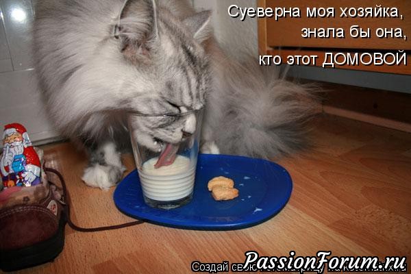 Котэ- домовые)))