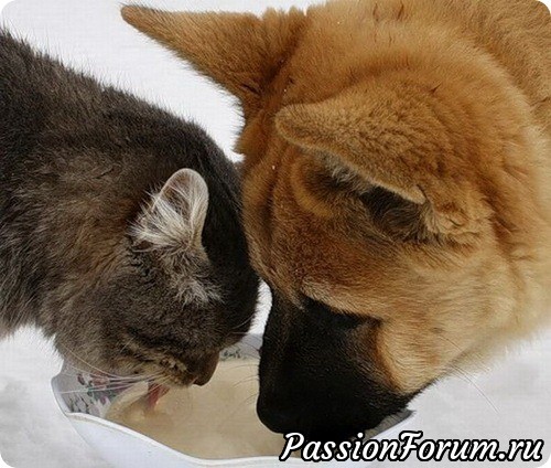 Как кошка с собакой?...