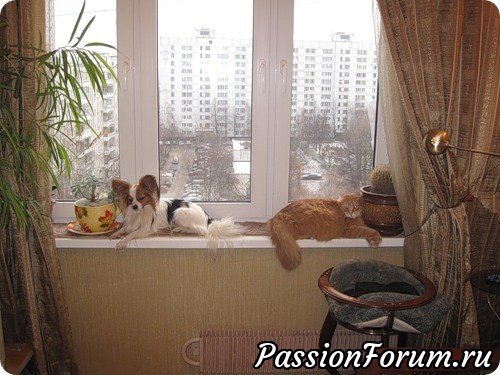 Как кошка с собакой?...