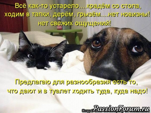 Как кошка с собакой?...