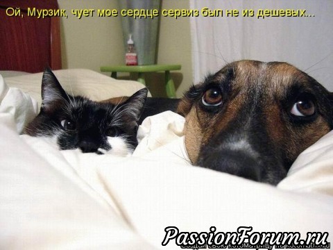 Как кошка с собакой?...