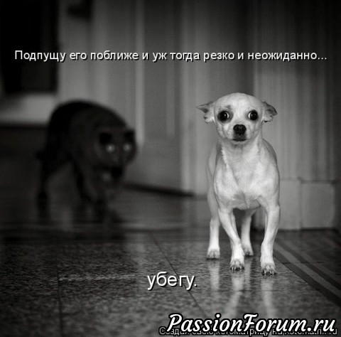Как кошка с собакой-2