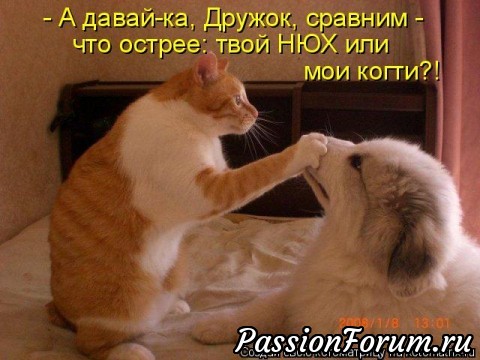 Как кошка с собакой-2