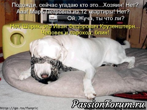 Как кошка с собакой-2