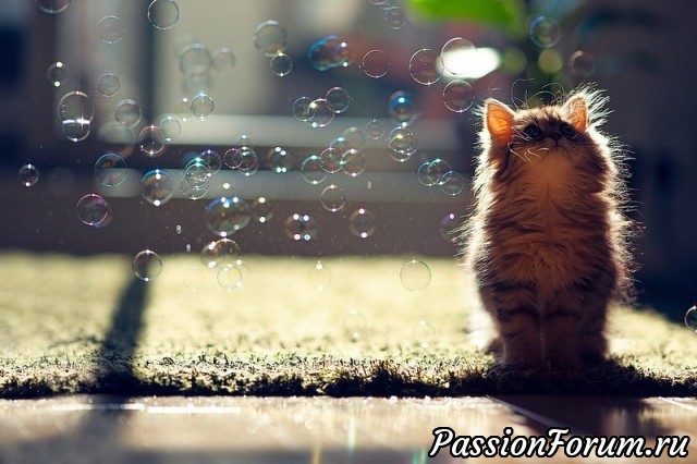 КОТЭ-МИЛАШКИ