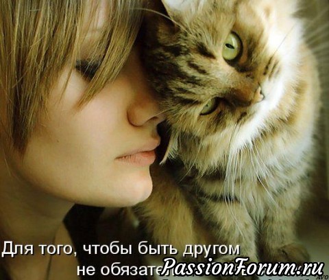 КОТЭ-МИЛАШКИ