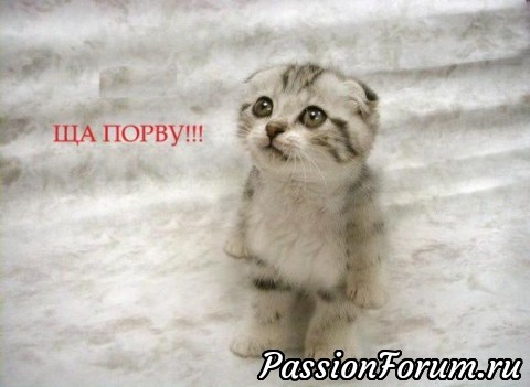 КОТЭ-МИЛАШКИ
