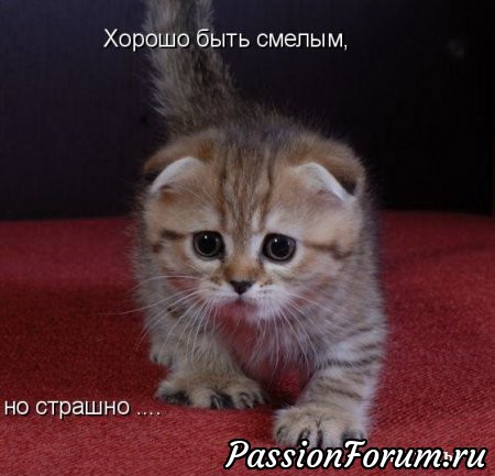 КОТЭ-МИЛАШКИ