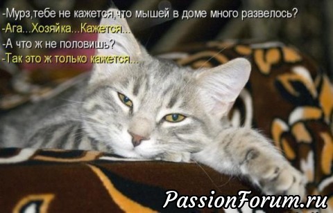 КОТЭ-МИЛАШКИ