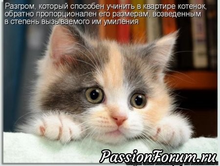 КОТЭ-МИЛАШКИ