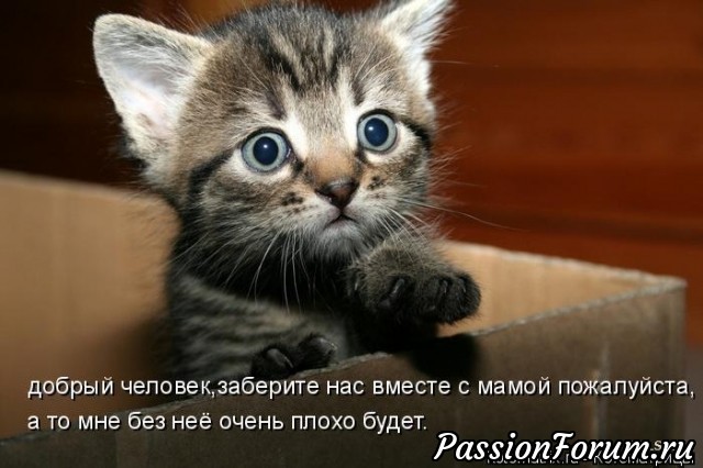 КОТЭ-МИЛАШКИ