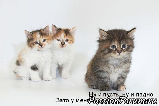 КОТЭ-МИЛАШКИ