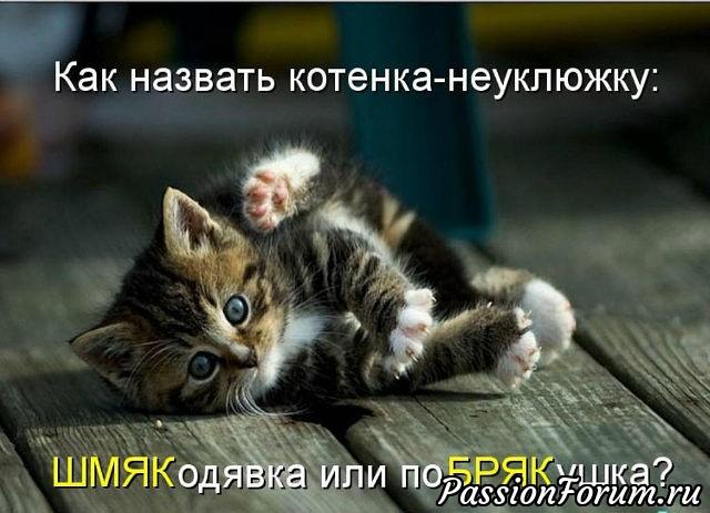 КОТЭ-МИЛАШКИ