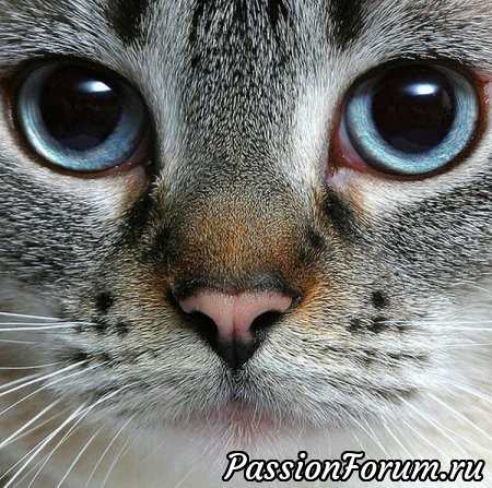 КОТЭ-МИЛАШКИ