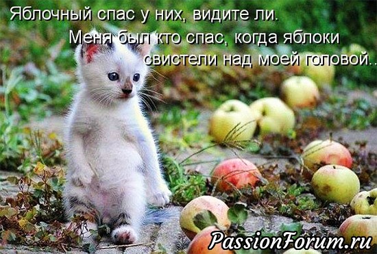 КОТЭ-МИЛАШКИ