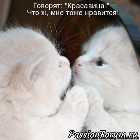 КОТЭ-МИЛАШКИ