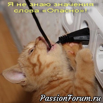КОТЭ-МИЛАШКИ
