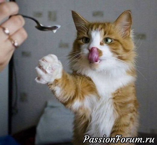 КОТЭ-МИЛАШКИ