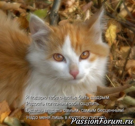 КОТЭ-МИЛАШКИ