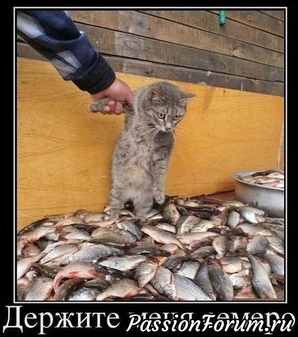 Котейки рулят))