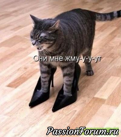 Котейки рулят))