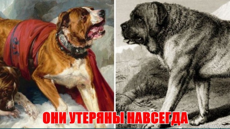 10 пород собак, которых в мире больше нет