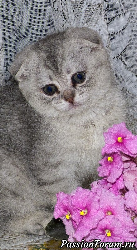 Догоняя кошачий праздник (из жизни Фроси)