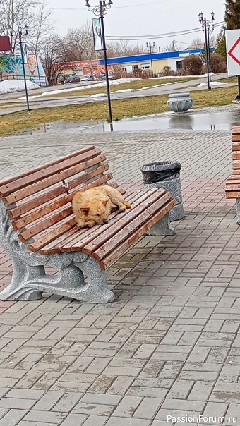 ФЛЕШМОБ или ОНЛАЙН ВСТРЕЧА СОСТОЯЛАСЬ!!!!!