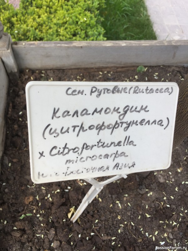 Аптекарский огород сегодня!