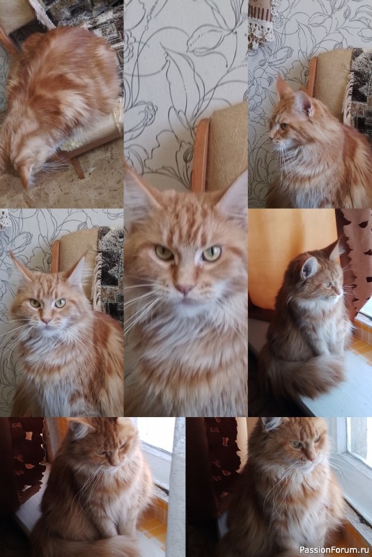 Наша любимица - кошка Амелия.