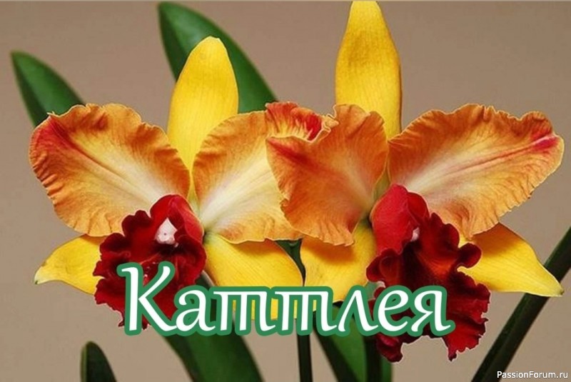 Каттлея. Комнатный цветок. Уход и размножение
