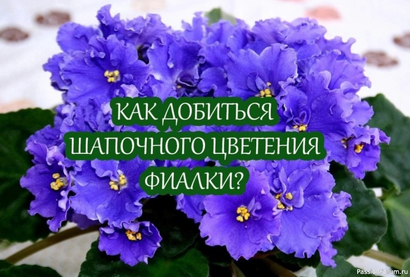 Как добиться шапочного цветения фиалки