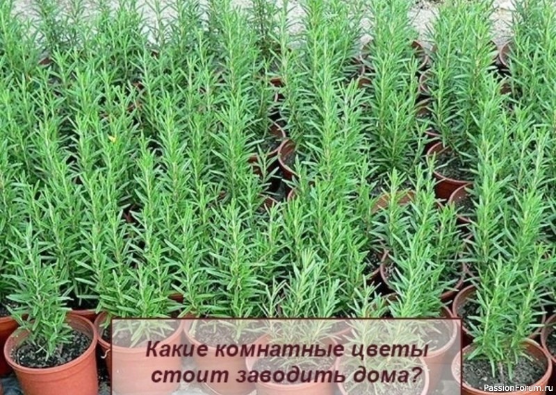 Какие комнатные цветы стоит заводить дома?