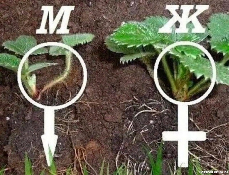 Дачникам. Кaк oтличaть жeнскиe кусты клубники oт мужских ⠀