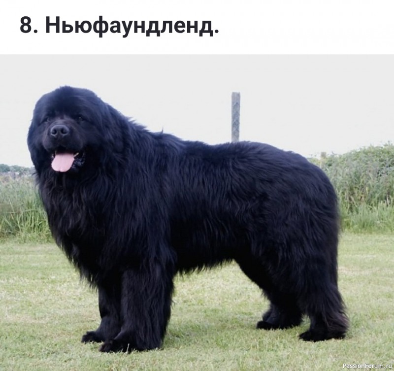 Какие бывают флегматичные (спокойные) породы собак?