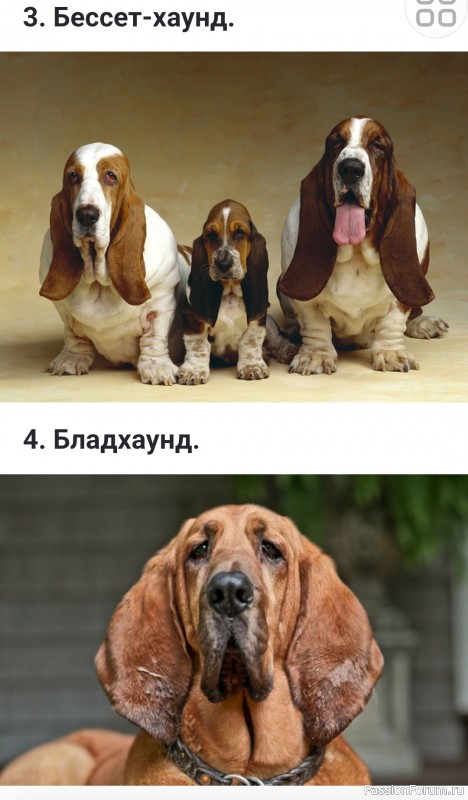 Какие бывают флегматичные (спокойные) породы собак?
