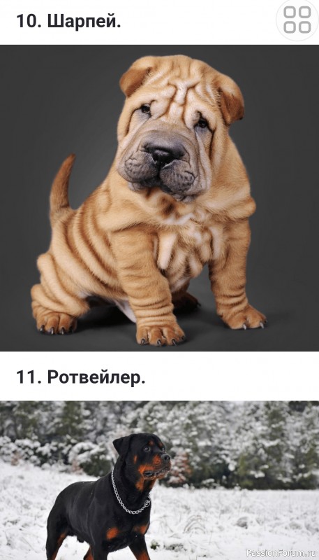 Какие бывают флегматичные (спокойные) породы собак?