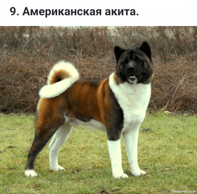 Какие бывают флегматичные (спокойные) породы собак?