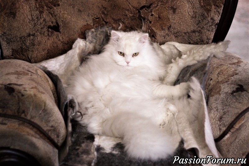 Признание в любви к войлоку.