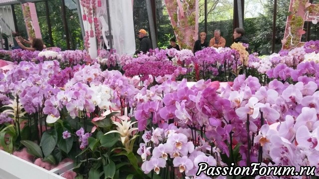 Королевский парк цветов. Голландия.