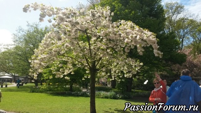 Королевский парк цветов. Голландия.